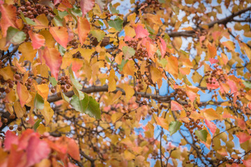 Green, orange, yellow, red fall leaves color of Bradford pear (or Pyrus calleryana) tree in America