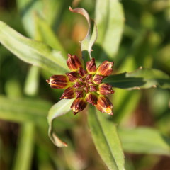 Immature Siberian Wallflower ( Erysimum x marshallii ) close-up with closed buds in the garden