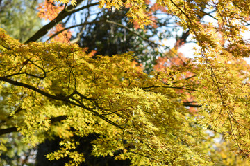 autumn leaves on tree