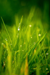 Soft grass green background. Rain, raindrops, morning lights.
