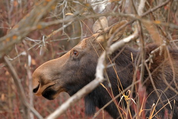 Cow moose in the trees close up - 305112085