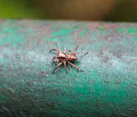 cool spider background