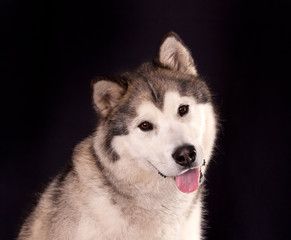 Dog breed golden reriever portrait on nature