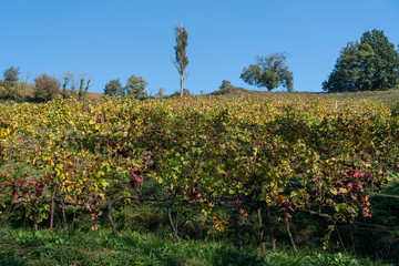Fototapeta na wymiar Vineyards in the park of Montevecchia and Curone, Italy, at fall