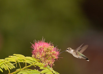 A female black chinned hummingbird visits a mimosa tree flower to eat the insects inside it.