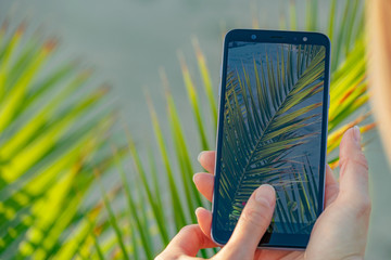 Woman hands hold smartphone close to palm tree leafs taking a picture. Focus on smartphone screen, blurred background. Instagram photographer concept