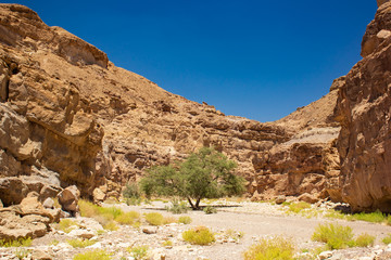 Middle East dry landscape rocky stone canyon passage with lonely tree inside 