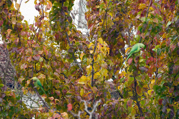 Fototapeta premium Two rose-ringed parakeets (Psittacula krameri) eating on a branch of a tree in London. The species of parrot have been living freely in London since the 1990s.
