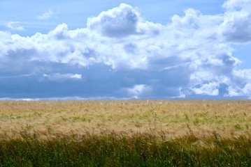 Fototapeta premium Storm over a wheat field