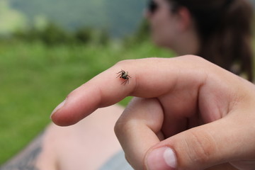 spider on the finger