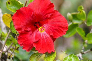Red Hibiscus
