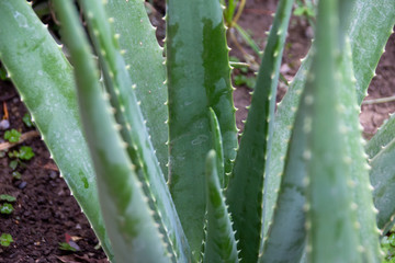 Aloe vera green plants