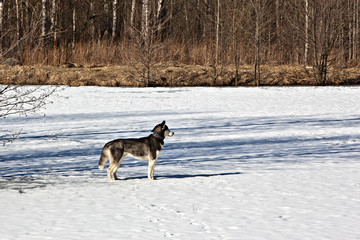 Fototapeta na wymiar Siberian Husky dog standing on the frozen lake