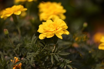 Tagetes Patula - Sunny golden yellow garden flowers.