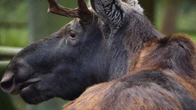 Close up from moose head in autumn fall in the woods. Head of an elk chewing.