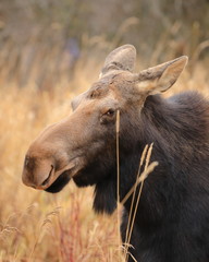 Cow moose squinting with ears back - 305114447