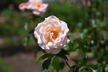 rose, garden, flower