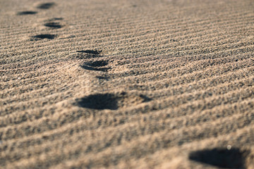 Close up beach sand with footsteps, selective focus, low angle. Summer holidays travel concept.