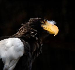 Portrait of a bird of prey Steller's sea eagle close-up squad hawk. yellow beak and white wings.