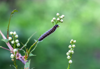caterpillar of a butterfly of a white butterfly eats a flower and leaves of a bird cherry, macro shot on a green background