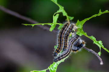 caterpillar of a butterfly of a white butterfly eats a flower and leaves of a bird cherry, macro shot on a green background