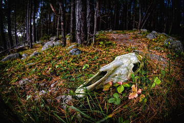 skull of a horse on the grass. summer landscape tinted in a gloomy color