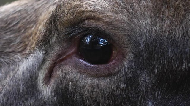 Close up from moose head in autumn fall in the woods. Close up of eye from the side.