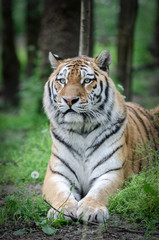 Beautiful tiger laying on the ground. Close lookup. Zoo wildlife photo.