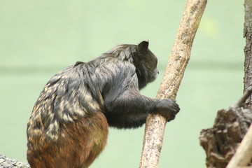 A monkey in the stick