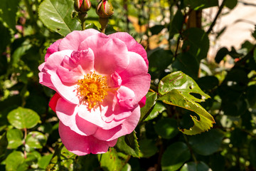 Fototapete bei efototapeten.de bestellen   