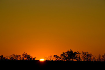 Obraz premium Beautiful sunset background in gold color. the sun sets behind the trees on the horizon