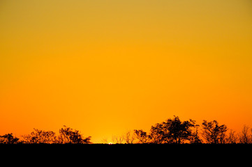 Beautiful sunset background in gold color. the sun sets behind the trees on the horizon