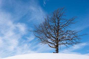 A lonely, branchy tree standing on a snowy hill on a sunny day against the blue sky with white clouds. Peace and quiet and snow around.