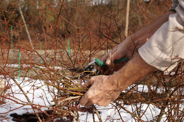 A pruning shears in the gardener's hand. Sanitary and shaping cut bush, time of implementation: early spring and late autumn.