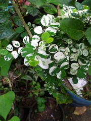 green plants in the garden