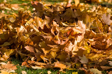 leaves