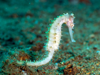tropical fish on coral reef