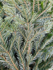 Close up of the Nordmann fir - Abies nordmanniana - full frame
