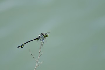 お気に入りの枝でくつろぐウチワヤンマ