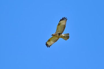 青空バックに悠然と飛ぶノスリ