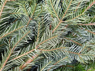 Close up of the Nordmann fir - Abies nordmanniana - full frame