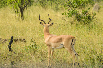 Naklejka na ściany i meble Impala antelope in South African game reserve
