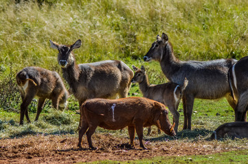 Naklejka na ściany i meble Family of waterbuck or water buck antelopes in a South African nature reserve