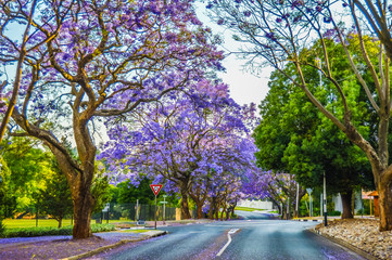 Purple blue Jacaranda mimosifolia bloom in Johannesburg streets during spring in October in South...