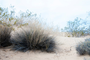 Mojave desert sand dune landscape.  Soft sandy dune area with thriving indigenous desert plants.  Kelso Dunes. 