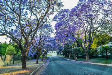 Obraz premium Purple blue Jacaranda mimosifolia bloom in Johannesburg streets during spring in October in South Africa