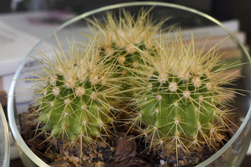 Close-up of three green prickly cacti in a glass vase, selective focus
