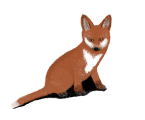 Red fox kit portrait on white
