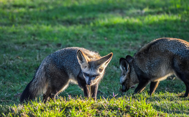 Naklejka na ściany i meble Bat eared fox roaming freely in a Johannesburg game reserve South Africa