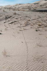 Mojave desert sand dune landscape. Kelso Dunes. Animal Prints. 